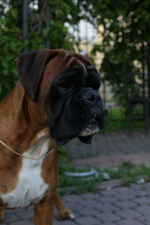 Dog Photo