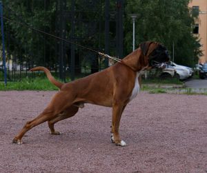 Dog Photo