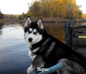 Dog Photo