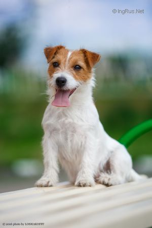 Dog Photo