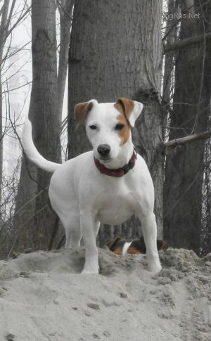 Dog Photo