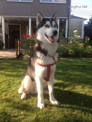 Dog Photo
