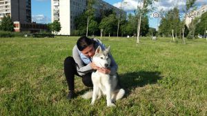 Dog Photo