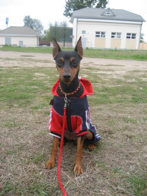 Dog Photo