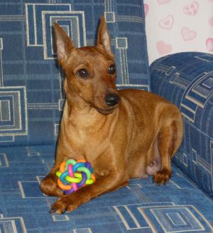 Dog Photo
