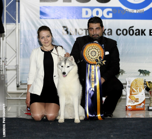 Dog Photo