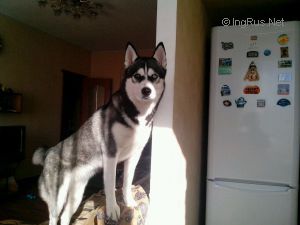 Dog Photo