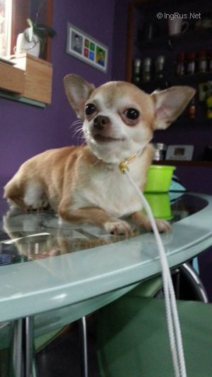 Dog Photo