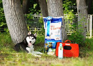 Dog Photo