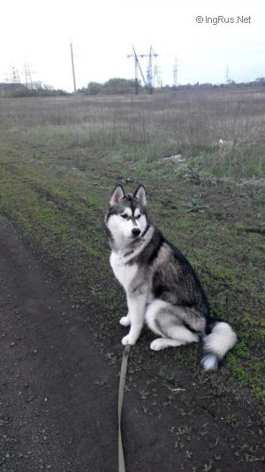 Dog Photo