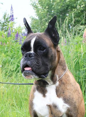 Dog Photo
