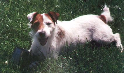 Dog Photo