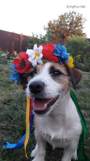 Dog Photo