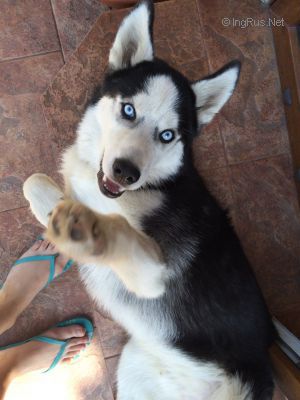 Dog Photo