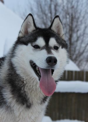 Dog Photo