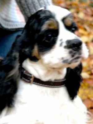 Dog Photo