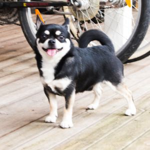 Dog Photo
