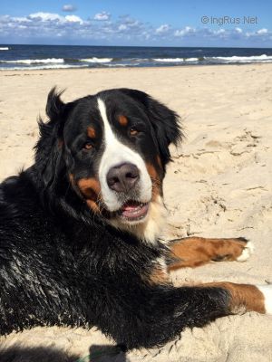 Dog Photo