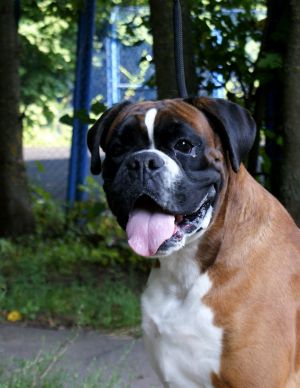 Dog Photo