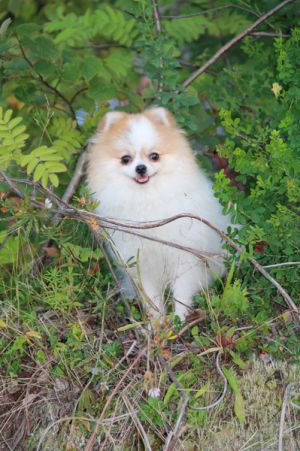 Dog Photo
