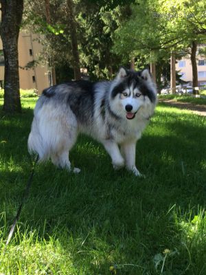 Dog Photo