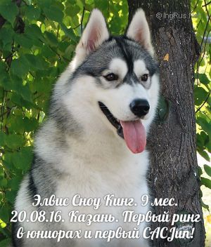Dog Photo