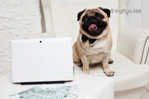 Dog Photo