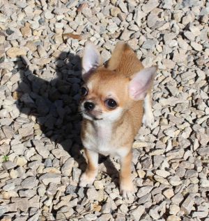 Dog Photo