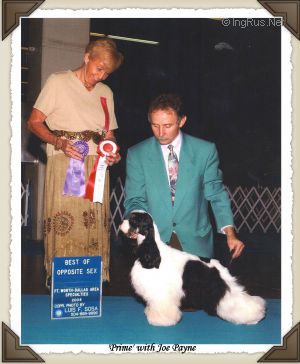 Dog Photo