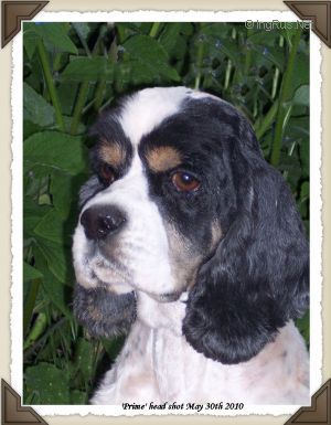 Dog Photo
