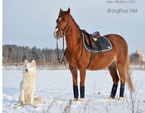 Dog Photo