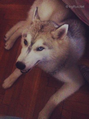 Dog Photo