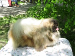 Dog Photo