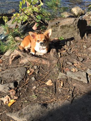 Dog Photo