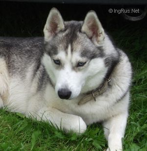Dog Photo