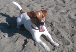 Dog Photo