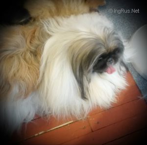 Dog Photo