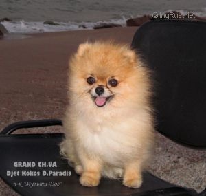 Dog Photo
