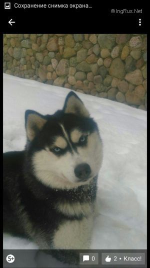 Dog Photo