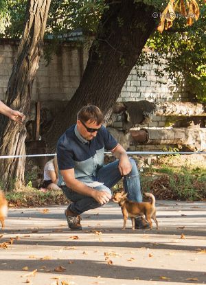 Dog Photo