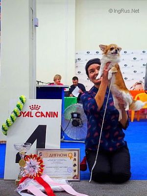 Dog Photo