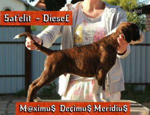 Dog Photo