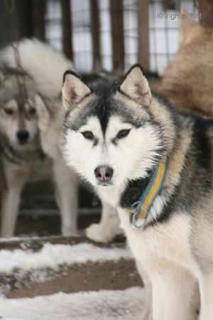 Dog Photo