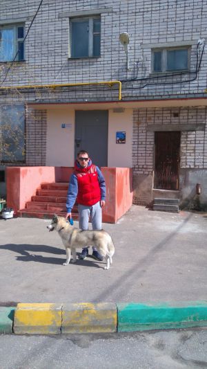 Dog Photo