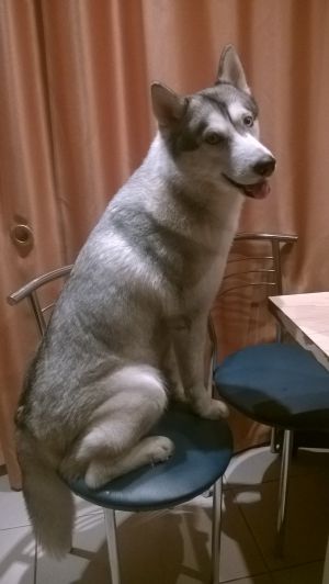 Dog Photo