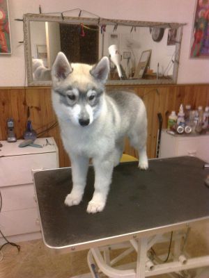Dog Photo
