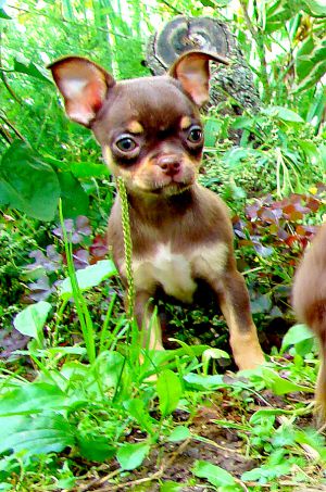 Dog Photo
