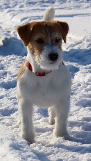 Dog Photo