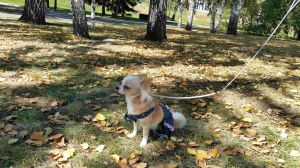 Dog Photo