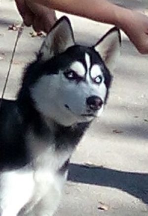 Dog Photo